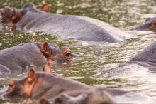 Hippo pod at Naboisho Camp, Masai Mara National Park, Kenya