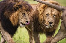 Curious lions at Naboisho Camp, Masai Mara National Park, Kenya