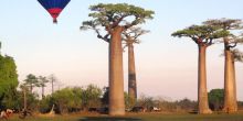 Avenue of the Baobabs with hot air balloon