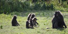 Baboons by Lake Langano - Bishangari Lodge, Bale Mountains National Park, Ethiopia