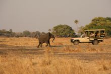 A playful baby elephant during a game drive at Katuma Bush Camp, Katavi National Park, Tanzania