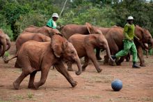 Baby elephants at Daphne Sheldrick Elephant Orphanage
