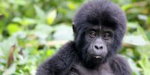Volcanoes National Park - baby gorilla