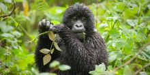 Gorilla Mountain View Lodge, Volcanoes National Park, Rwanda
