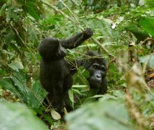 Baby gorilla with mother at Engagi Lodge, Bwindi Impenetrable Forest, Uganda