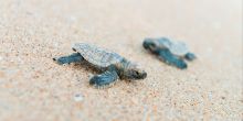 Sea Turtle Egg-Laying Experience