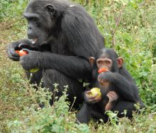 A mother chimp and her baby eating at Ngamba Island Tented Camp, Ngamba Island, Uganda