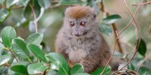 Bamboo lemur