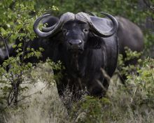 African buffalo at Banoka Bush Camp, Okavango Delta, Botswana (Dana Allen)