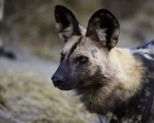 Wild dog at Banoka Bush Camp, Okavango Delta, Botswana (Dana Allen)