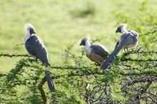 Bare-faced go-away birds sitting in an acacia tree at Offbeat Mara Camp, Masai Mara National Reserve, Kenya