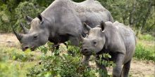 Lukimbi Safari Lodge - Rhinos inthe park