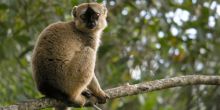 Brown lemur