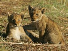 Busanga Bush Camp, Kafue National Park, Zamiba Â© Mike Myers