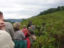 Trekking through the bush at Engagi Lodge, Bwindi Impenetrable Forest, Uganda
