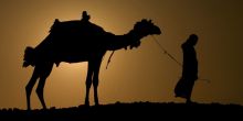 Morocco camel