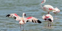 Walvis Bay Flamingos