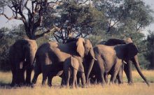 Chapungu Luxury Tented Camp - Elephants # 2