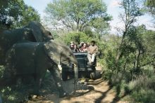 Chapungu Luxury Tented Camp - Elephants