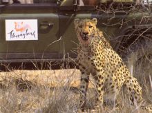 Chapungu Luxury Tented Camp - Game Drive