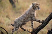 Zulu Nyala Heritage Safari Lodge cheetah