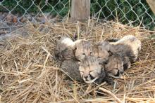 Cheetah Cubs