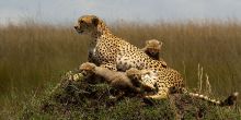 Cheetah Conservation Fund Visit