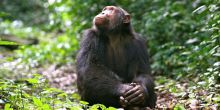 A chimp enjoying a moment of reflection in the sunlight at Ngamba Island Tented Camp, Ngamba Island, Uganda