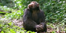 Kibale Forest Chimp Trek, Uganda