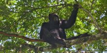 Kibale Forest Chimp Trek, Uganda