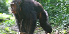 Kibale Forest Chimp Trek, Uganda