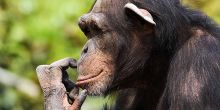 Chimpanzee Trekking