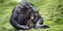 Chimpanzee Trekking