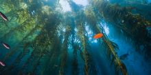Kelp Forest Shark Dive
