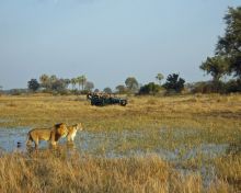 Lion spotted on a game drive at Chitabe Camp, Moremi Game Reserve, Botswana