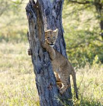 Chitwa House, Sabi Sands Game Reserve, South Africa