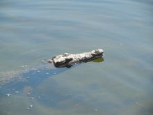 Chobe Under Canvas, Chobe National Park, Botswana