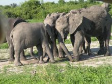 Chobe Under Canvas, Chobe National Park, Botswana
