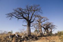 Chobe Under Canvas, Chobe National Park, Botswana