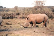 White rhino at Chui Lodge, Lake Naivasha, Kenya