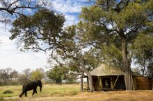 Elephant passing by at Xaranna Camp, Okavango Delta, Botswana (AndBeyond)