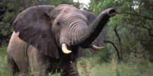 Kruger National Park has great elephant numbers