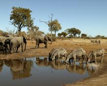 Elephants at the waterhole