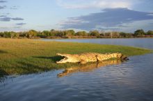 Crocodile at Selous Impala Camp, Selous National Park, Tanzania