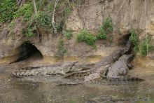 Crocodiles congregating a den at Katuma Bush Camp, Katavi National Park, Tanzania