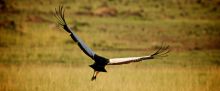 Crowned crane in flight at Acacia House, Masai Mara National Reserve, Kenya