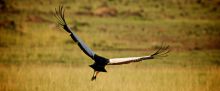 A crowned crane displays its impressive wingspan at Mara House, Masai Mara National Reserve, Kenya