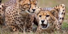 Cheetah Conservation Fund Visit