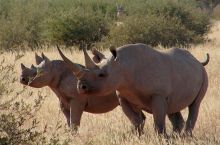Desert Black Rhino- Tswalu Kalahari, Twsalu Kalahari, South Africa