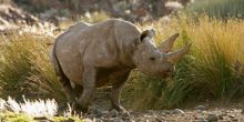 Black Rhino Tracking, Damaraland, Namibia